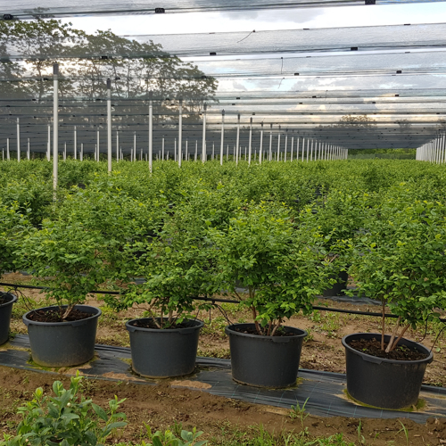 lush blueberry plants in pots under anti-hail nets