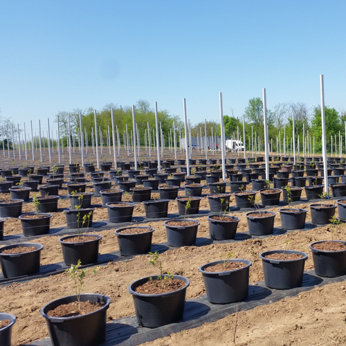blueberry planting pots anti-hail pillars