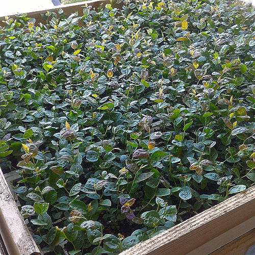 blueberry seedlings in the pallet