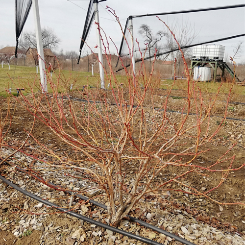 unpruned bluberry plant in the winter