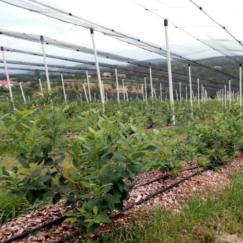 blueberry plants under anti-hail nets