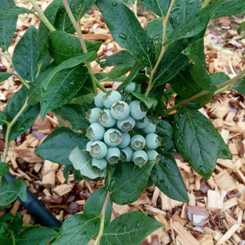green blueberries on the plant after the rain