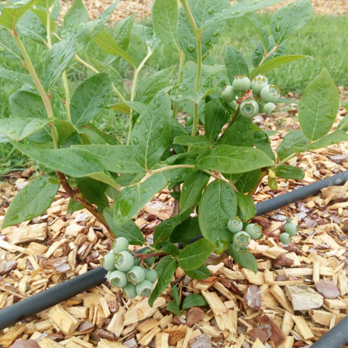 young blueberry plant with green fruits after the rain