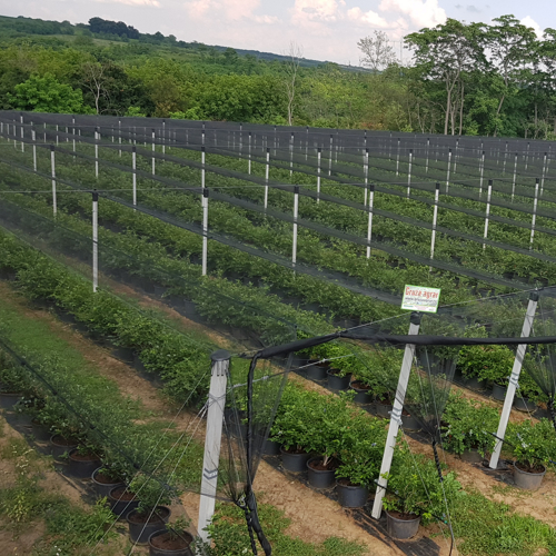 dron photo of anti-hail nets on blueberry orchard
