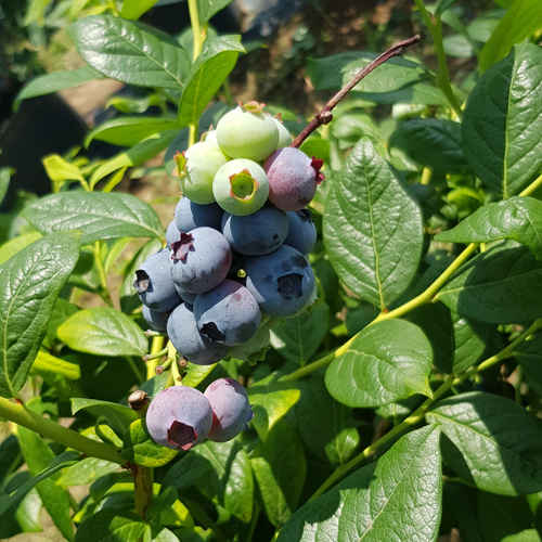 blueberries ripening