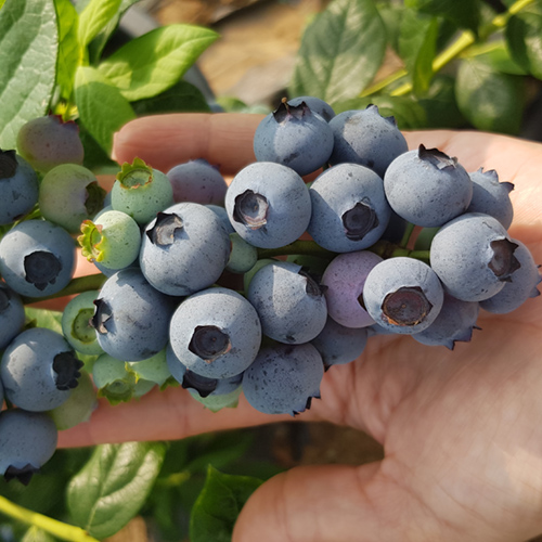 grozd zrelih krupnih borovnica u ruci