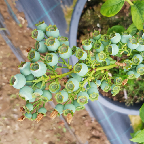 green blueberry cluster on plant in the pot