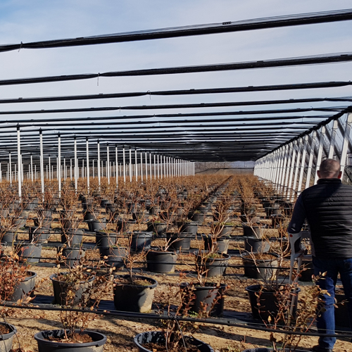 rows of blueberry and anti-hail nets in the winter