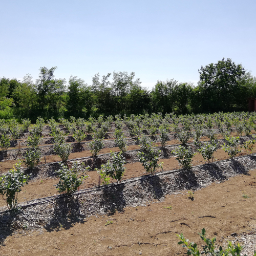 blueberry plants covered with mulch on the banks