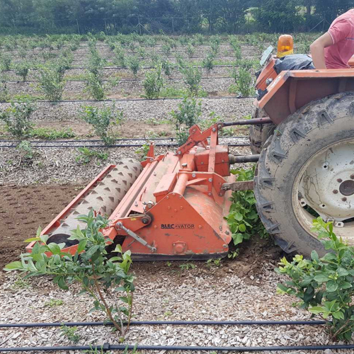 tractor weeding the aisle on the blueberry plantation