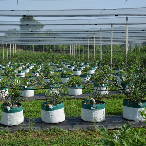 blueberry plants in agrotextile sacks