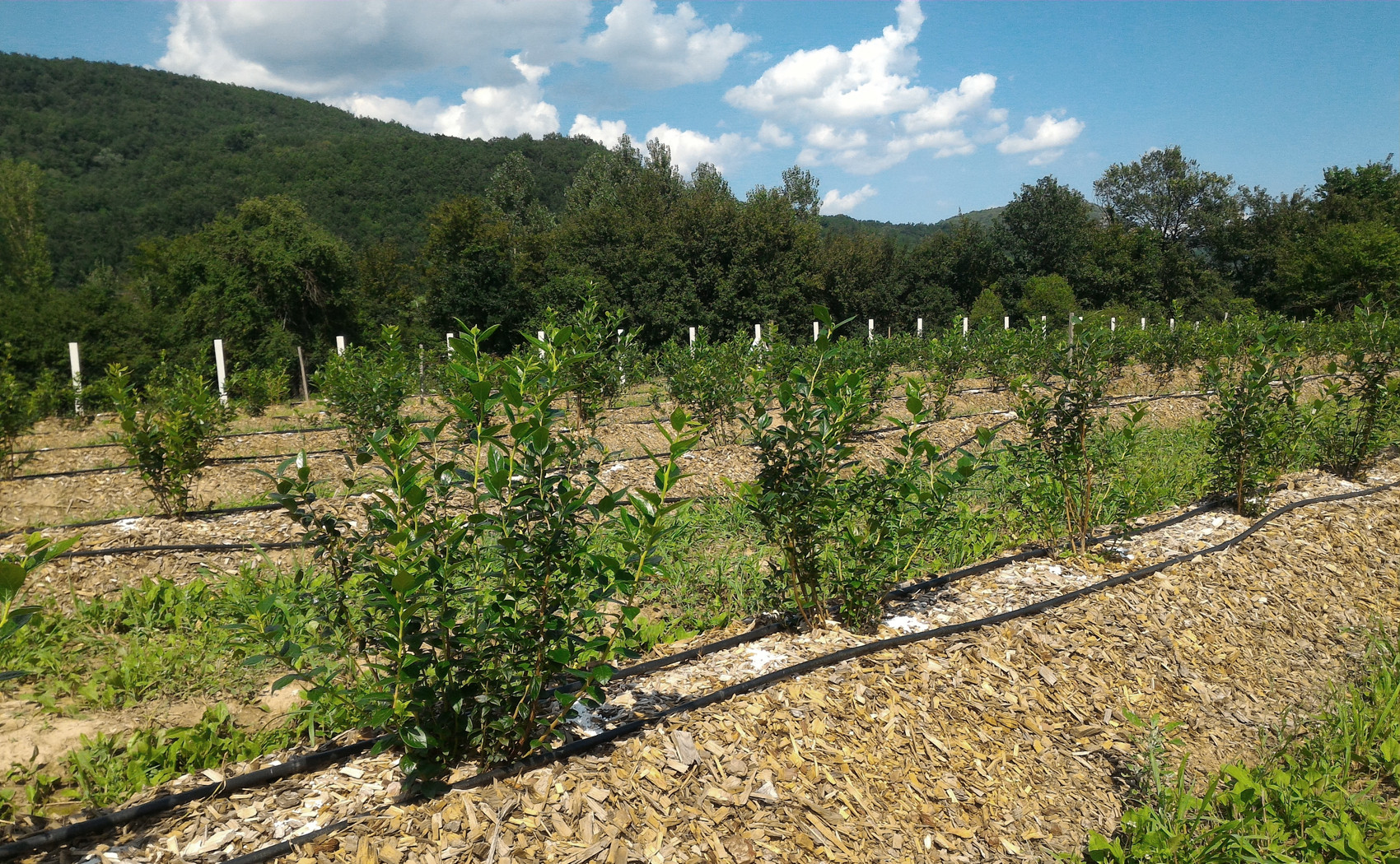 blueberry plants covered with mulch with the background hills