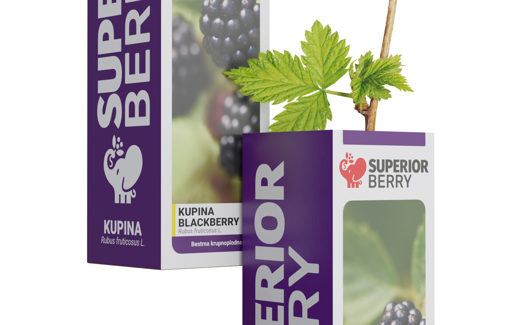 superior berry sadnica kupine kutija