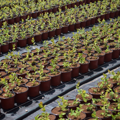 rows of potted blueberry seedlings in the nursery