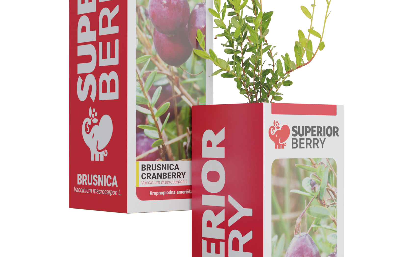 superior berry cranberry seedling in the box