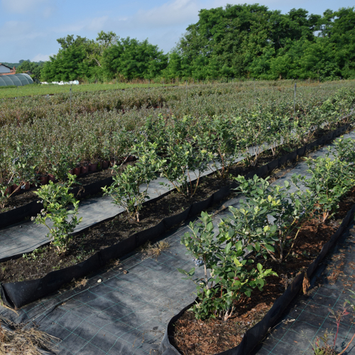 blueberry plants in the gutters on the agrotextile mat