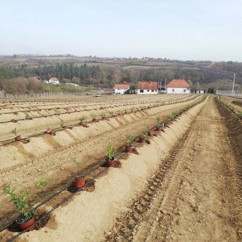 blueberry planting in banks