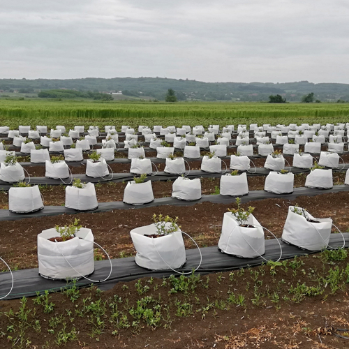 blueberry plants in the agrotextile sacks