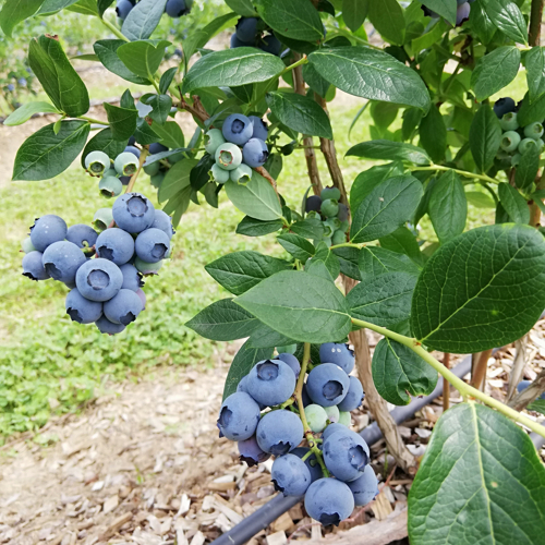 ripe blueberry clusters hang on the plant