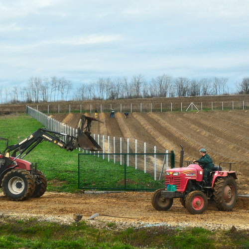 tractors in front of blueberry plantation