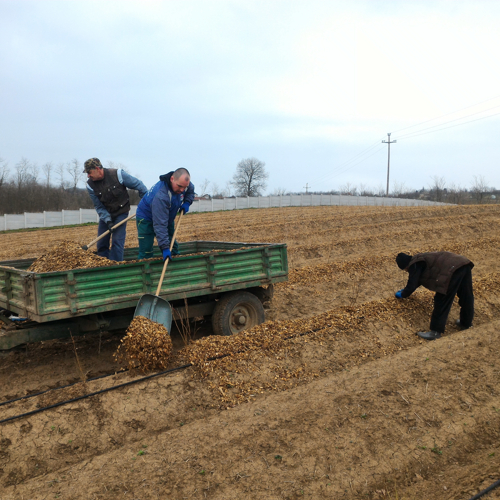 radnici postavljaju mulch na bankove oko borovnica
