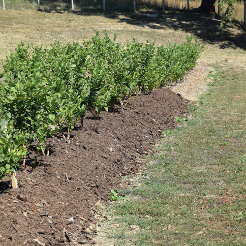 covering blueberry plants with mulch on the banks