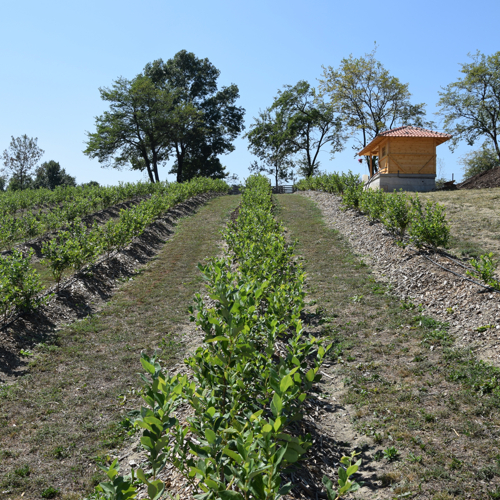 blueberry plants and auxiliary structures in the orchard